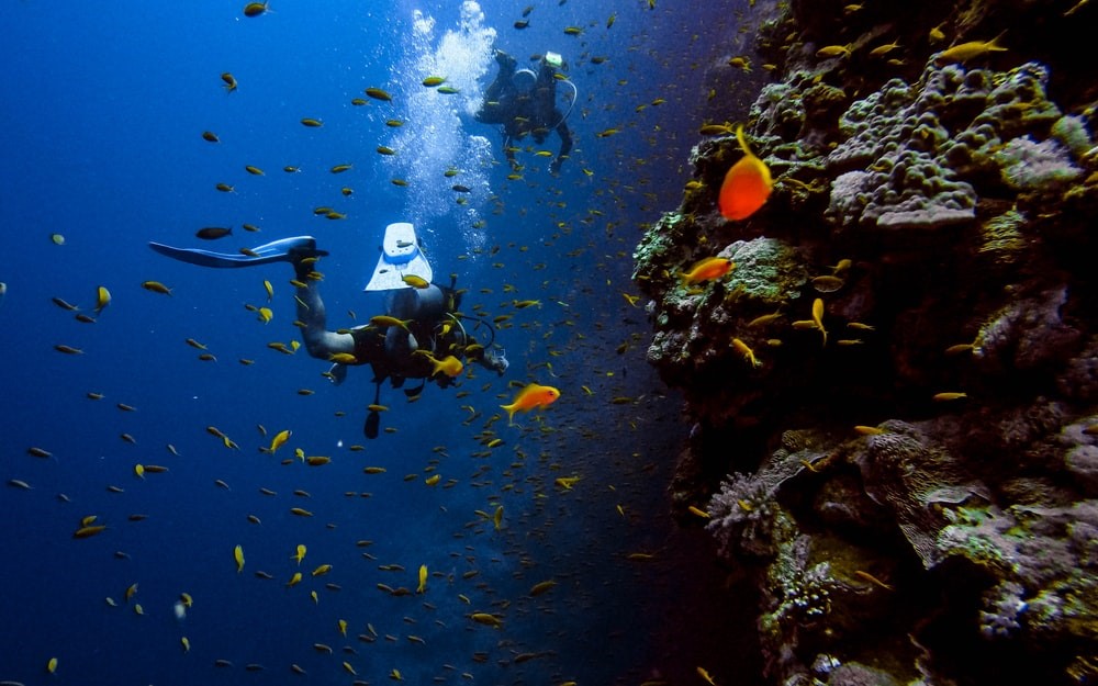 red sea diving